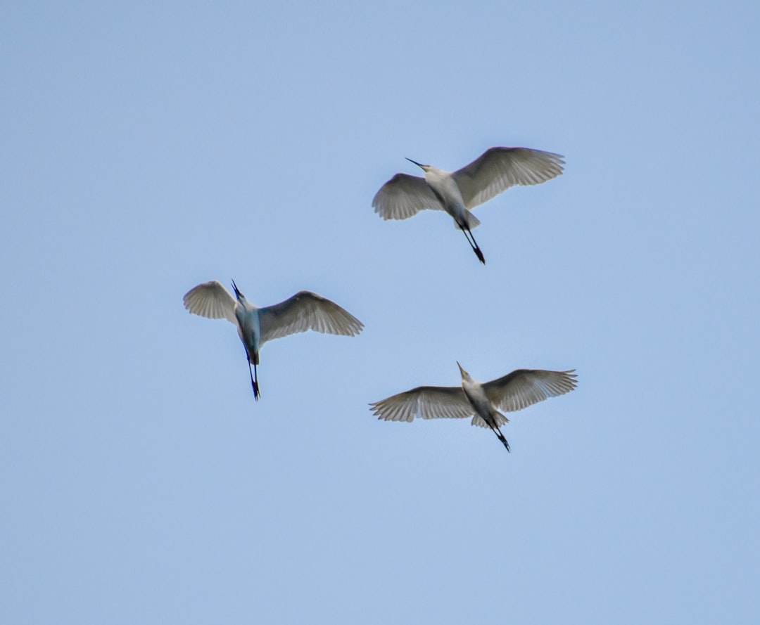 white birds flying during daytime