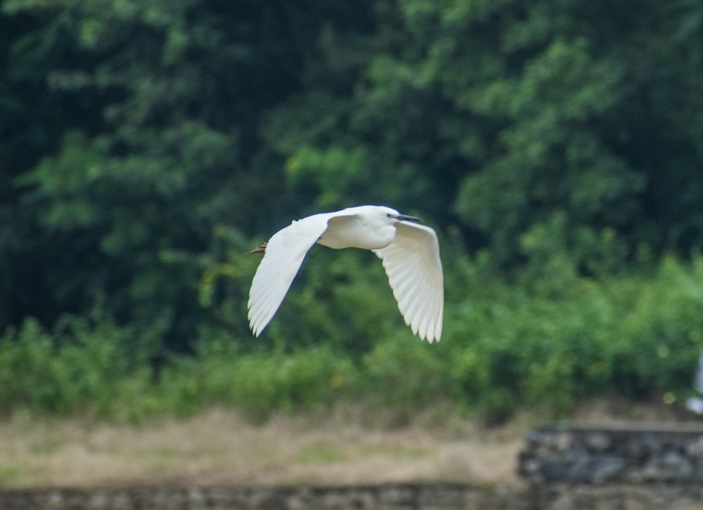 white bird flying over green trees during daytime