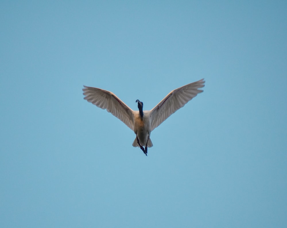 white and brown bird flying during daytime