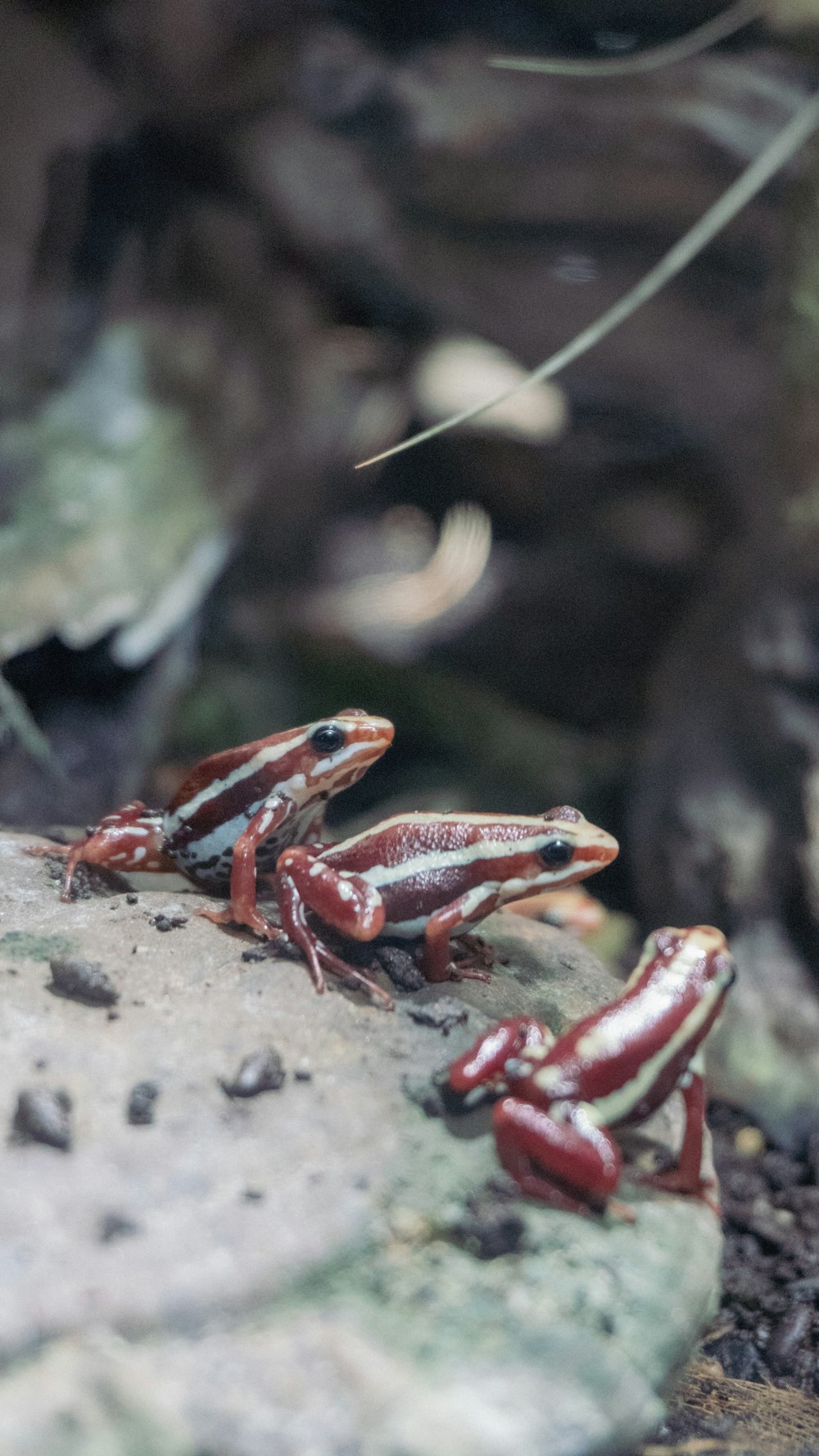 red and black frog on gray rock