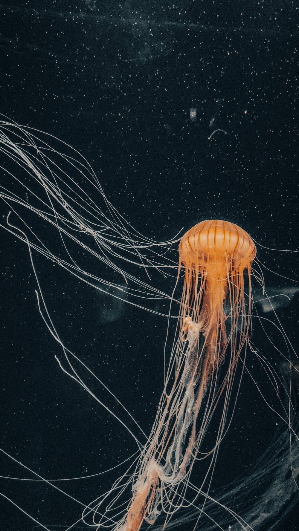 brown jellyfish in white background