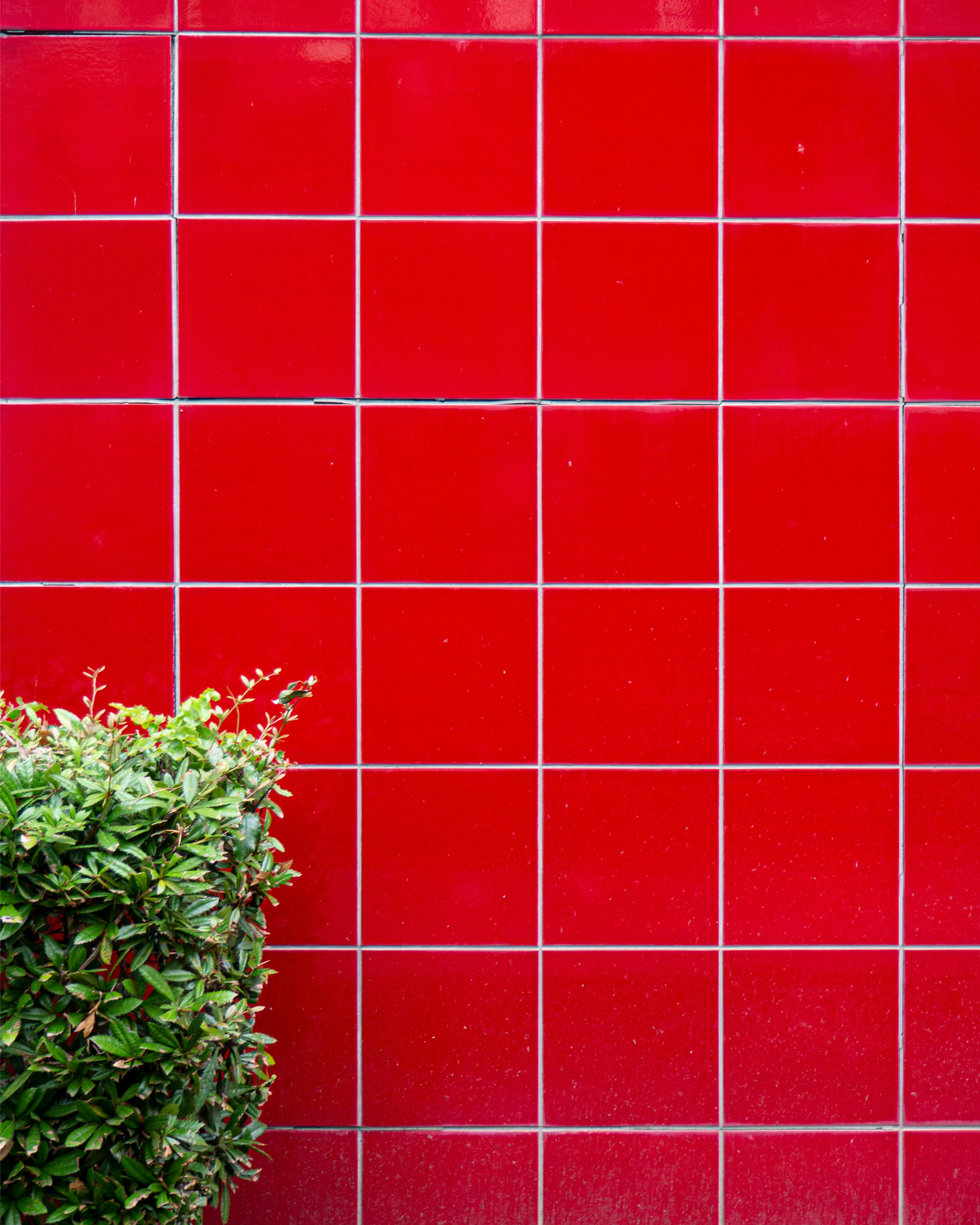 green plant on red wall