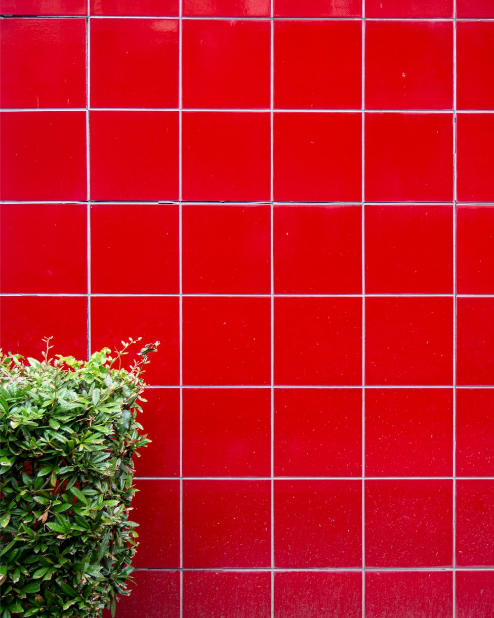 赤い壁に緑の植物