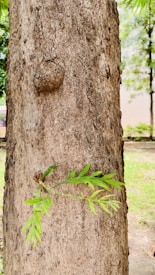 A tree trunk with rough, textured bark dominates the image. A small branch with fresh, bright green leaves grows out from the tree. In the background, there is a grassy area and some other trees, with a blurred appearance.
