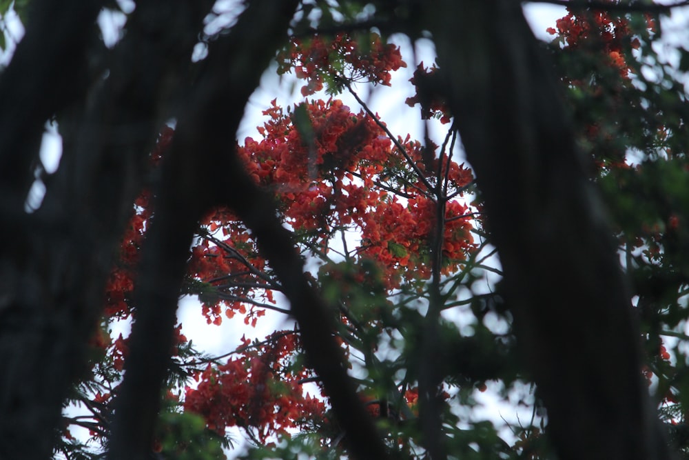 red and green leaf tree