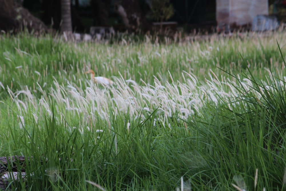 white dandelion flower field during daytime