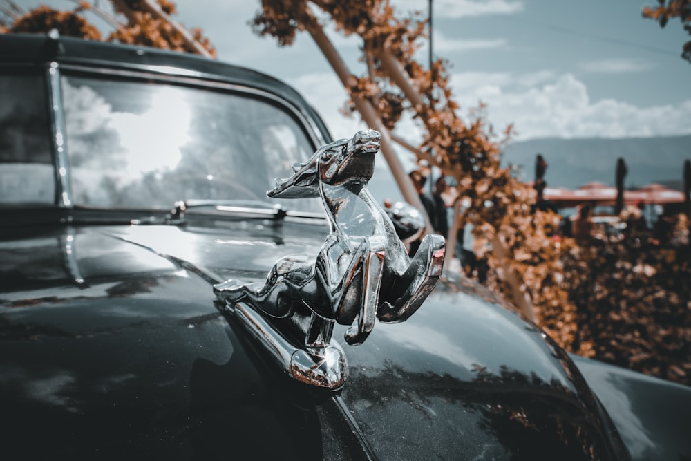 black car near brown dried leaves during daytime