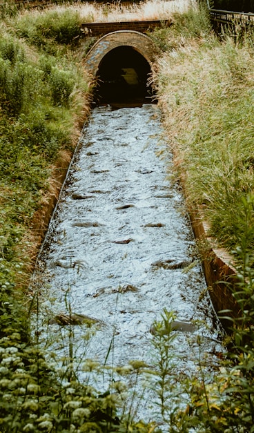 brown dirt road between green grass during daytime