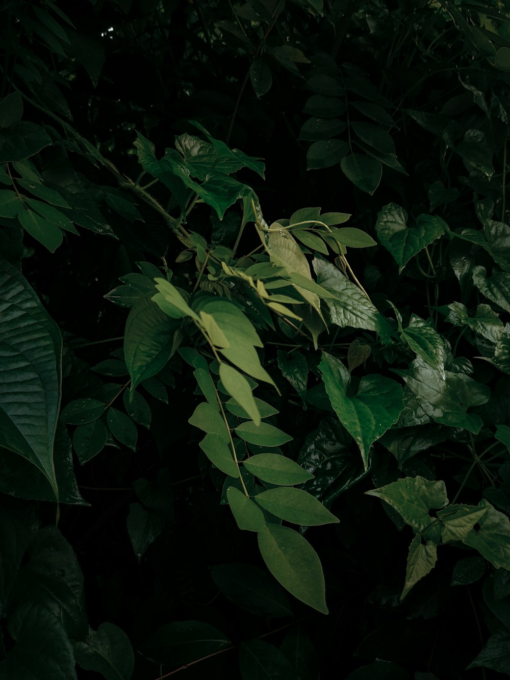 Hojas verdes en la fotografía de primer plano