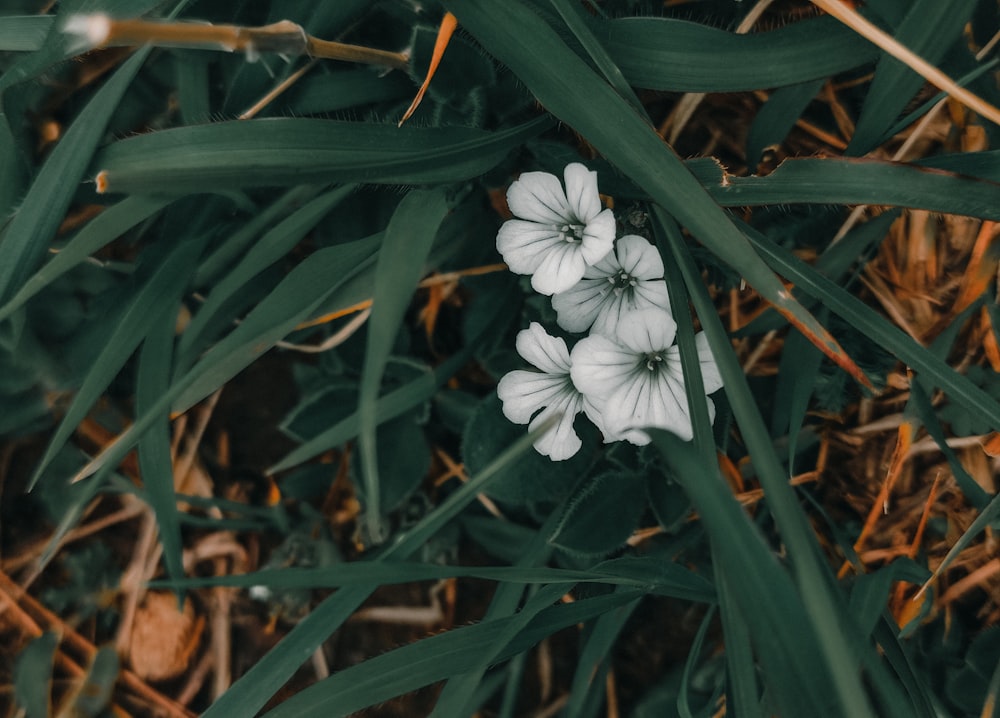 white flower with green leaves