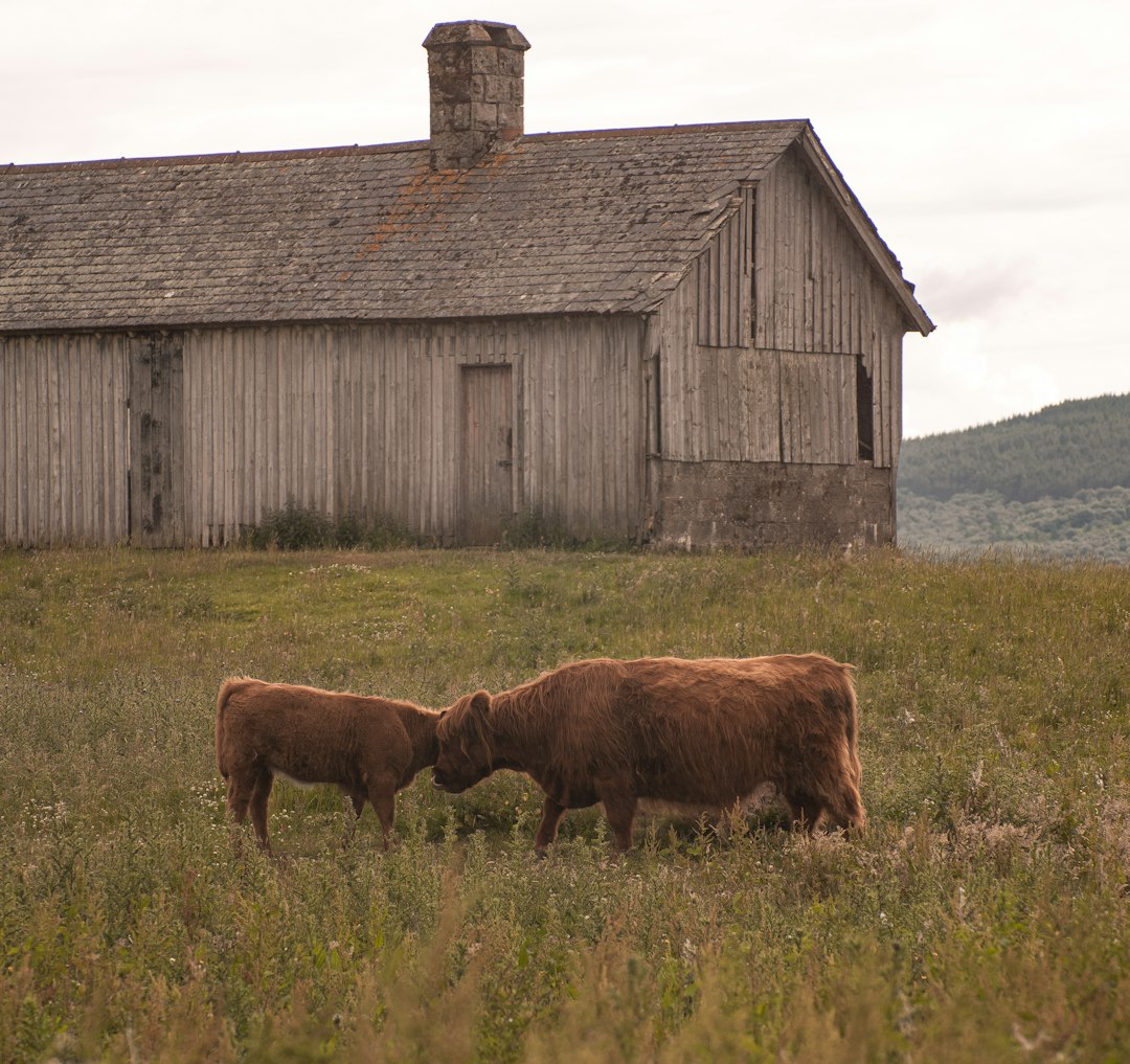 brown cow on green grass field during daytime