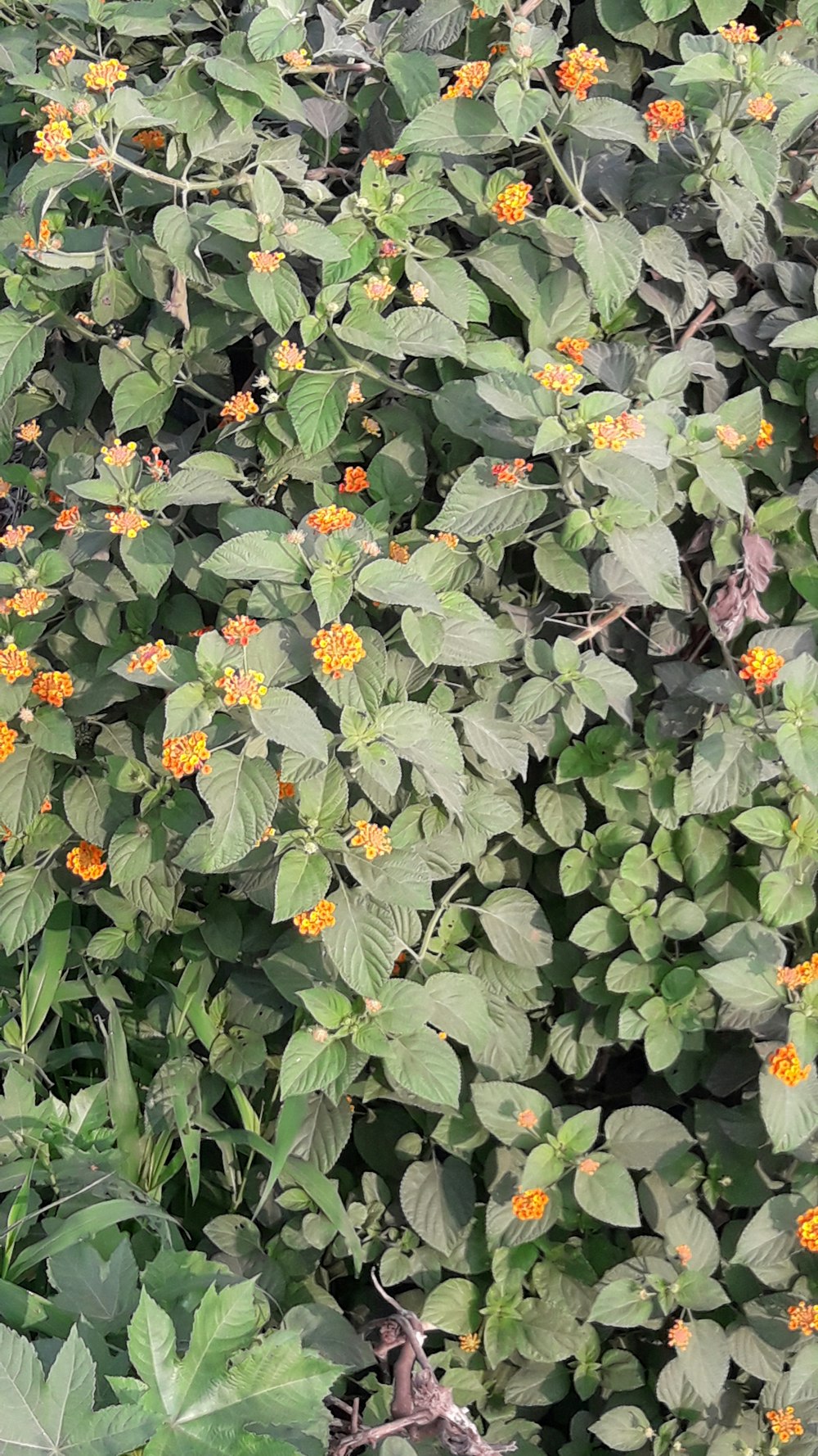 pink and yellow flowers with green leaves