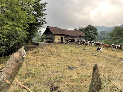 A rustic barn with cattle resting peacefully inside.
