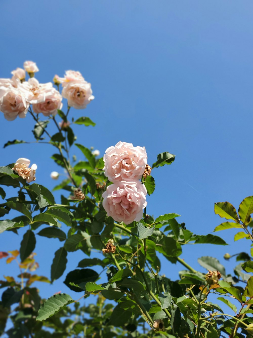 Foto flor rosa con hojas verdes bajo el cielo azul durante el día – Imagen  Rosas rosadas gratis en Unsplash