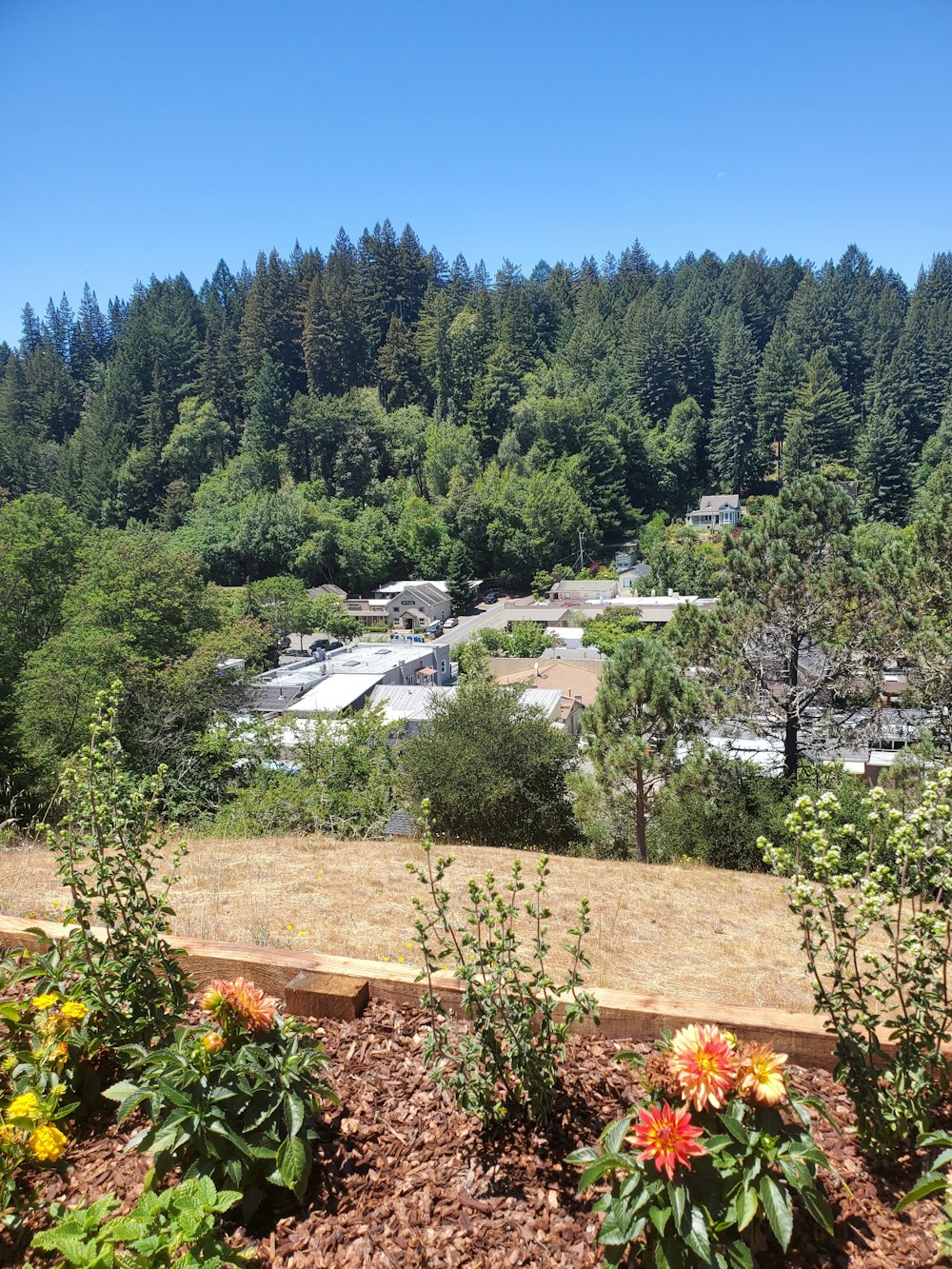 green trees and houses during daytime