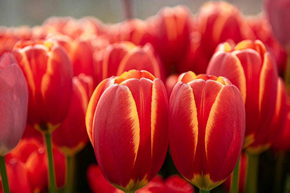 red tulips in close up photography