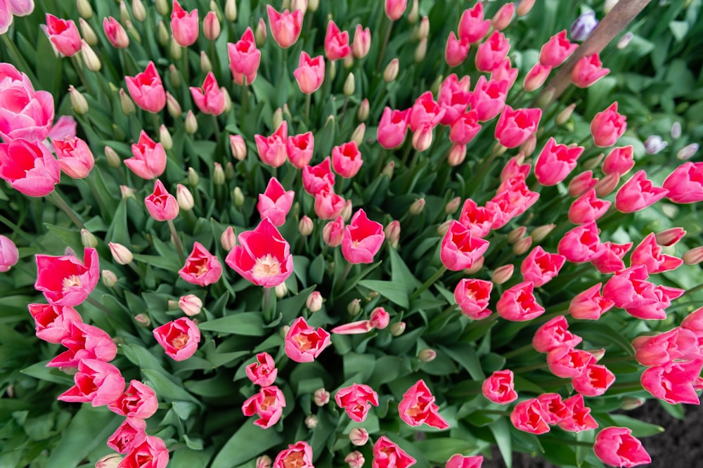 pink and white flower petals