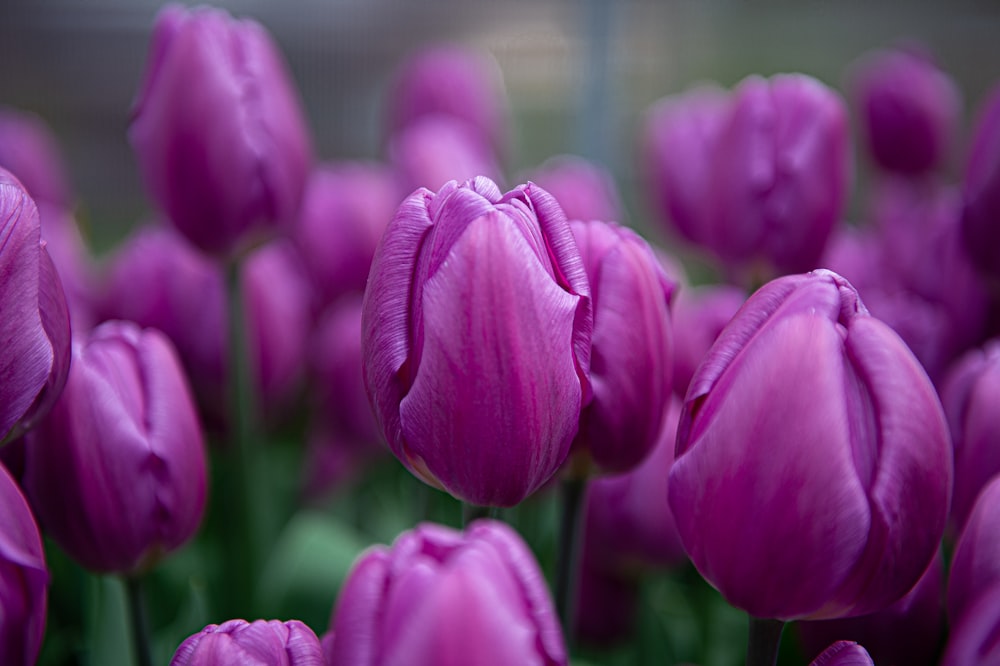 purple tulips in close up photography