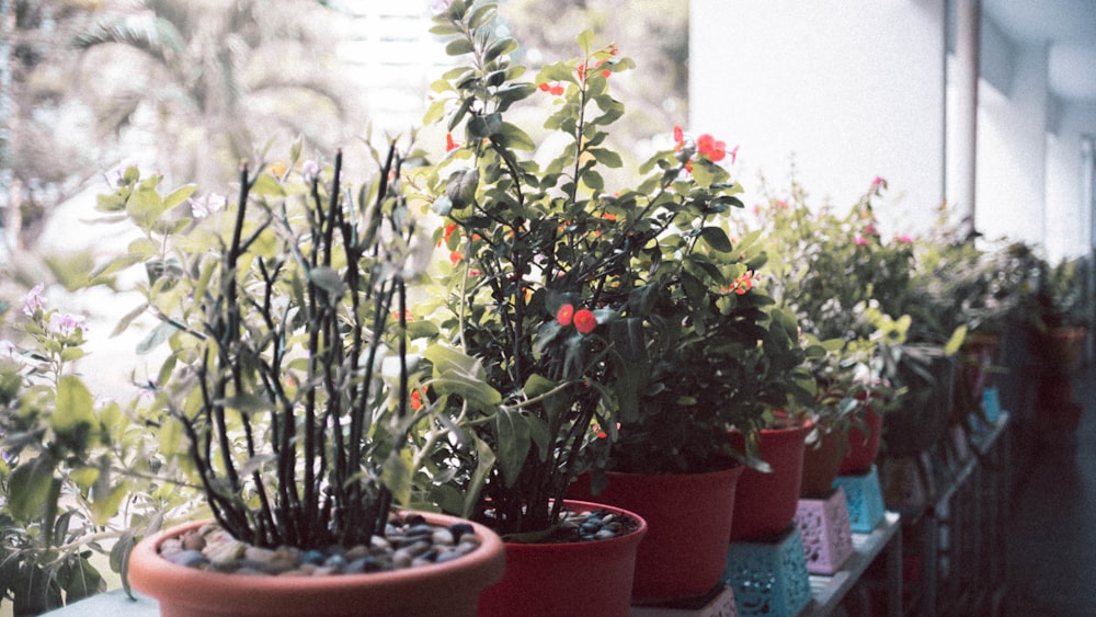 green plant on brown clay pot