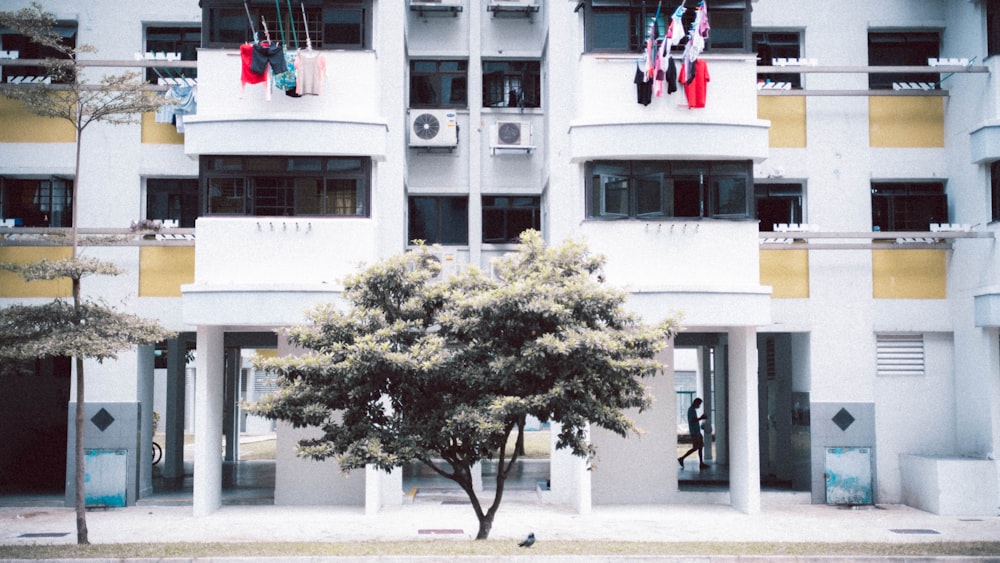 green tree in front of white concrete building