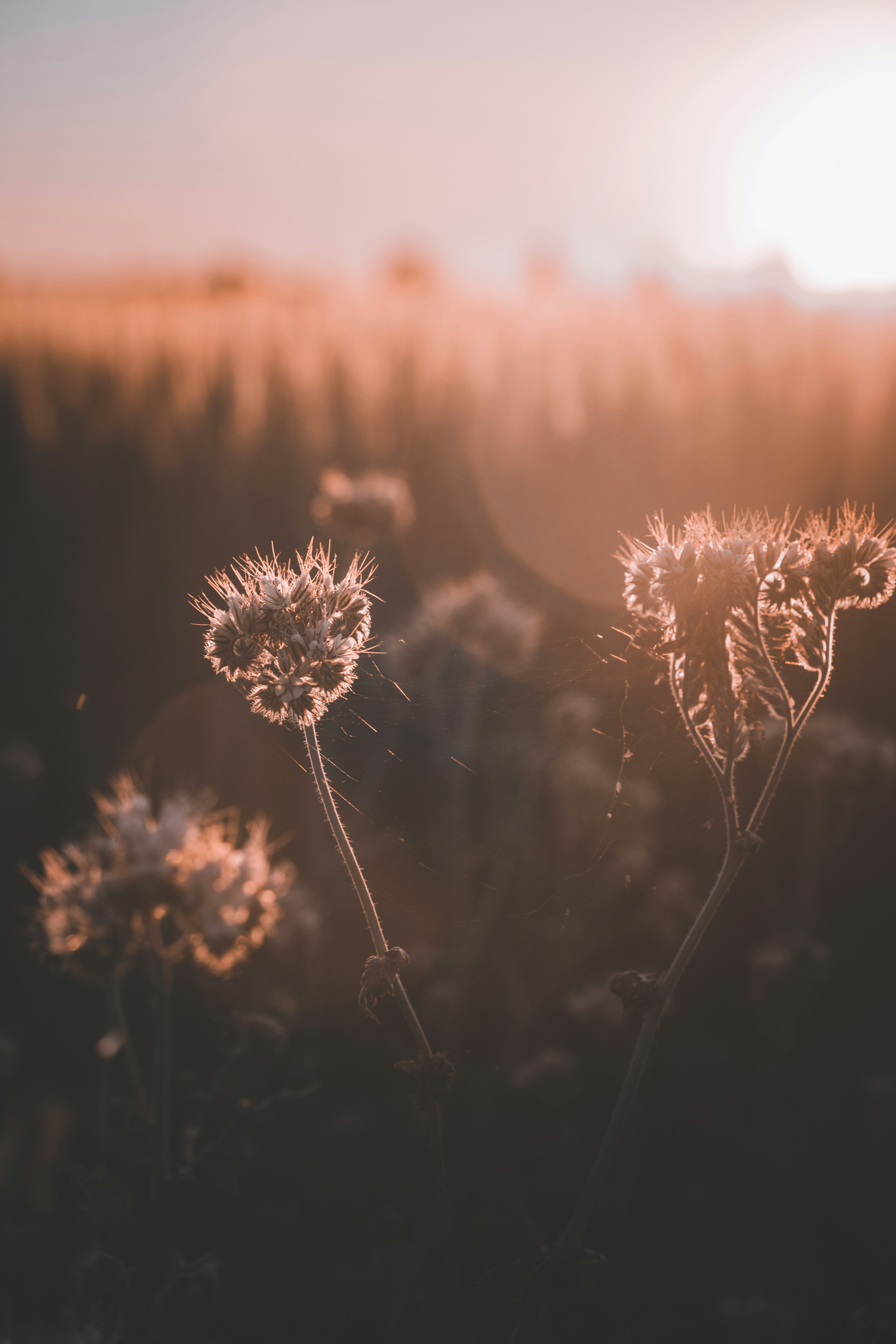 Photo by nihongraphy2