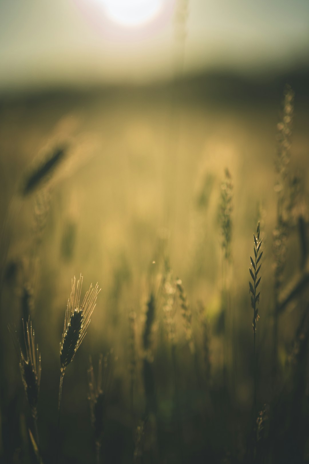 brown wheat field during daytime