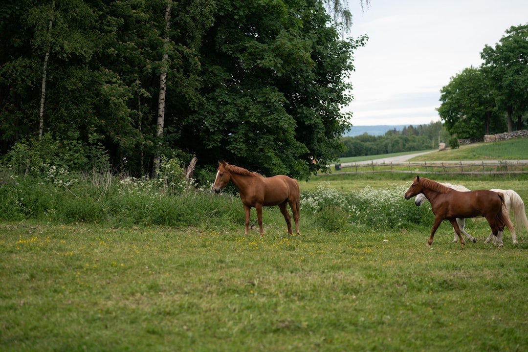 brown horse on green grass field during daytime