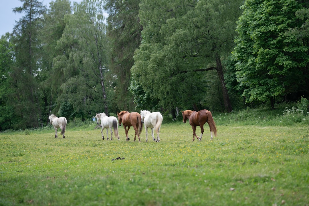 herd of horses on green grass field during daytime