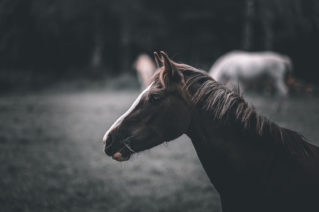 brown and white horse in tilt shift lens