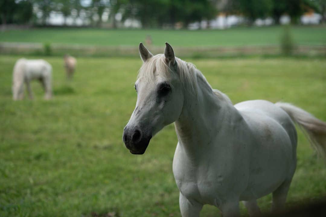 white horse on green grass field during daytime