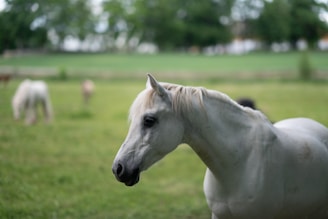 A stunning Arabian horse in a serene pasture.