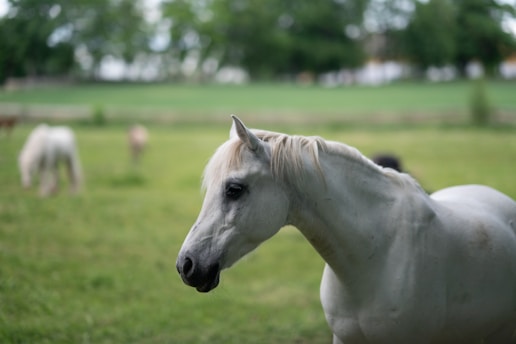 A stunning Arabian horse in a serene pasture.