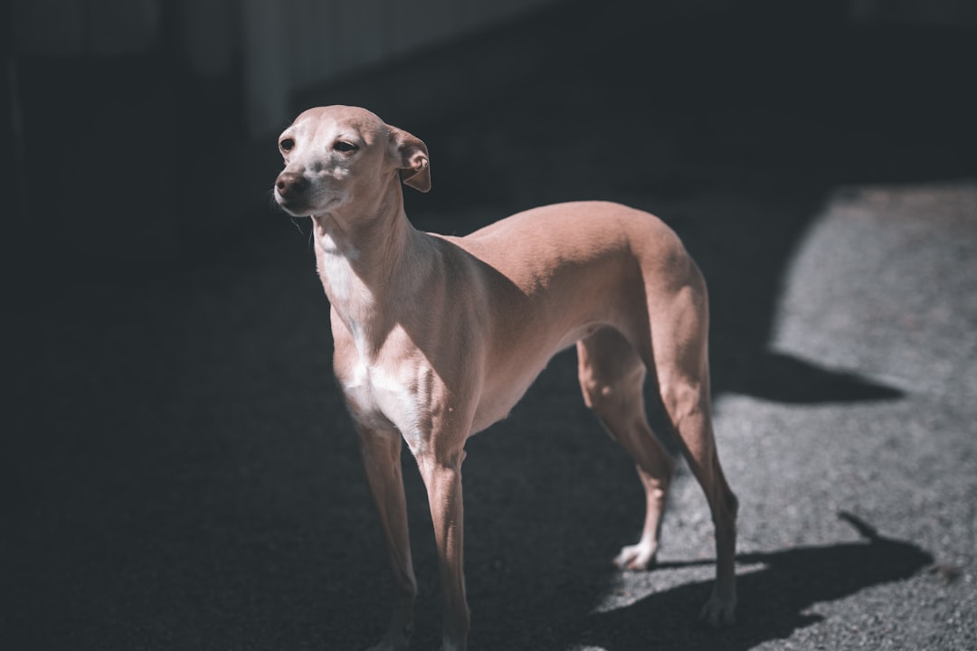 brown short coated dog on black background