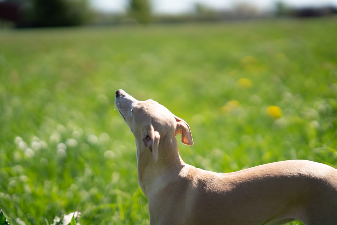 white short coated medium sized dog on green grass field during daytime