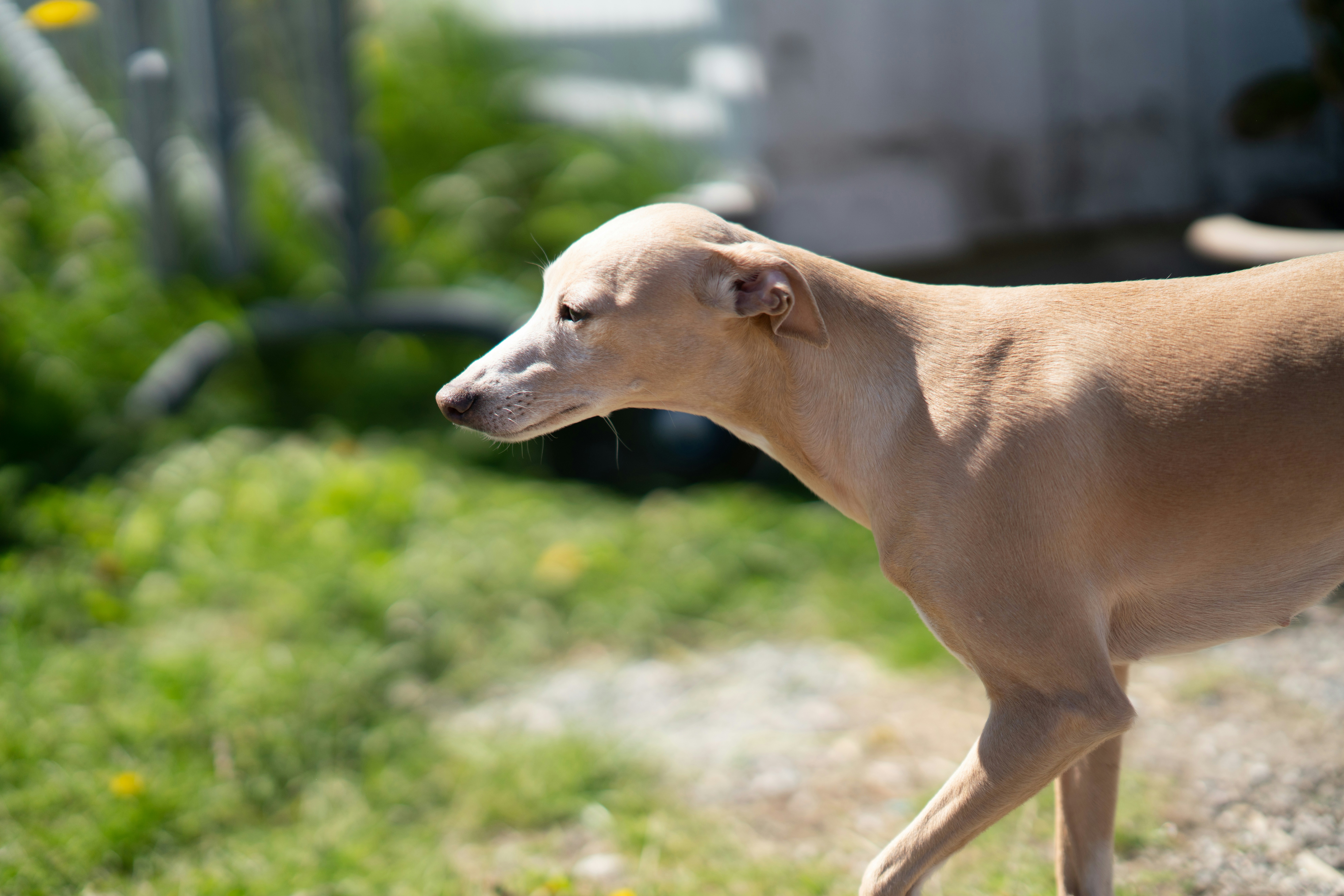brown short coat medium dog on green grass during daytime
