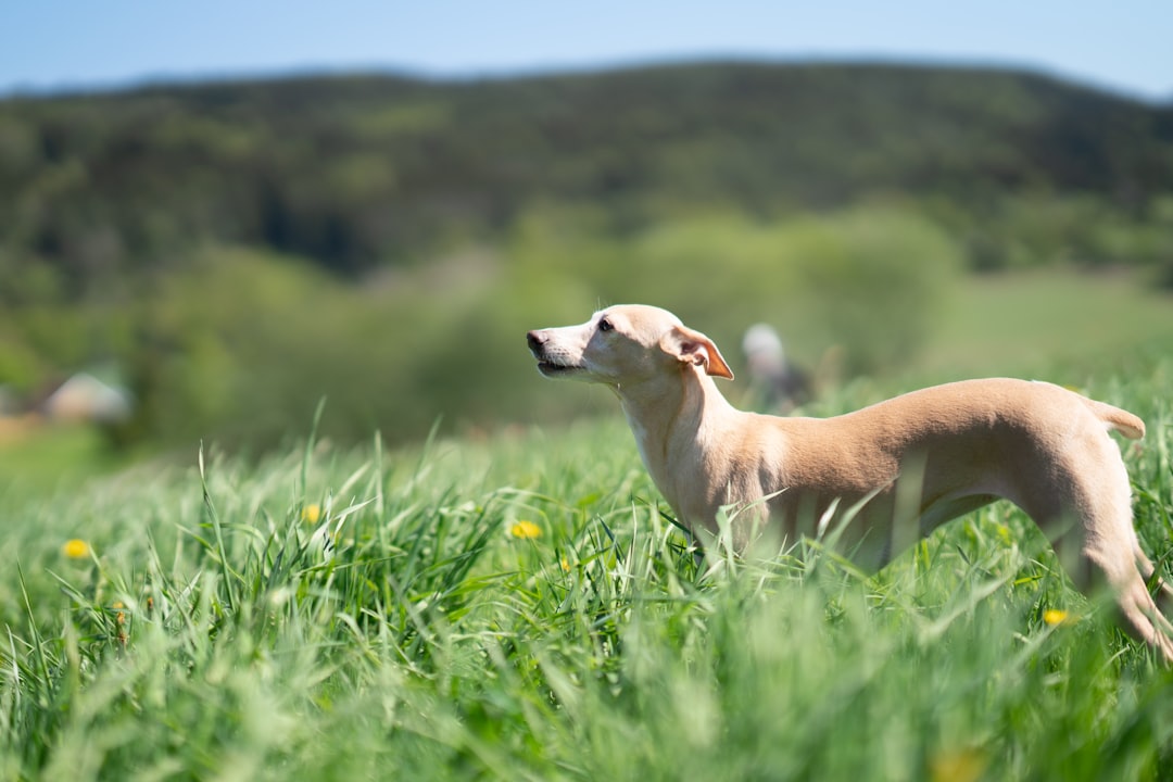 white and brown short coated dog on green grass field during daytime