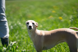 A slender, light brown dog is standing in a lush green field, looking attentively towards the camera. In the background, the grass is blurred, showing hints of yellow wildflowers. Part of a person wearing gray pants is visible on the left side.