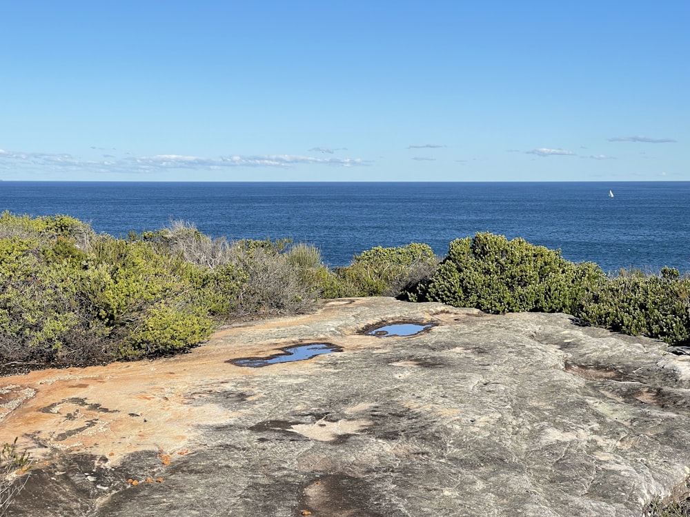 green trees near blue sea under blue sky during daytime