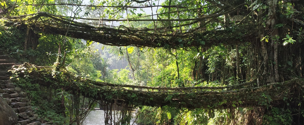 green trees beside river during daytime