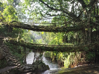 green trees beside river during daytime