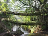 green trees beside river during daytime