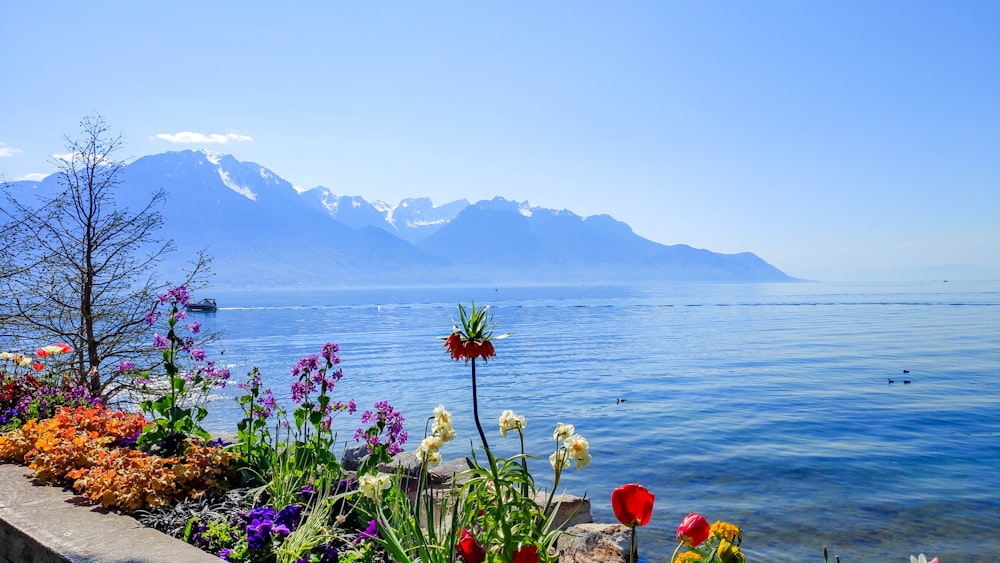 red and yellow flowers near body of water during daytime