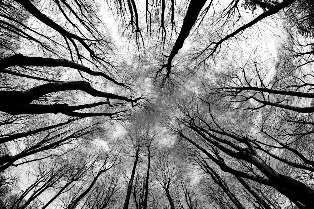 bare trees under white sky during daytime