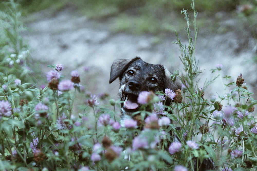 brown short coated dog on green grass field during daytime