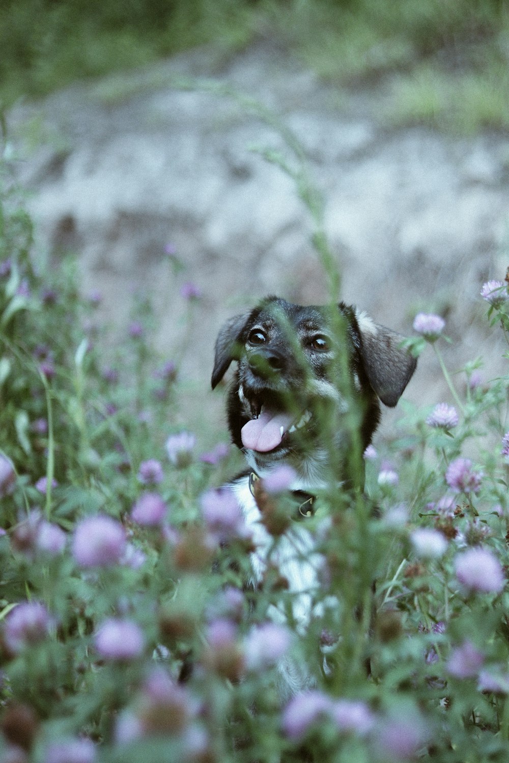 Cane a pelo corto nero e marrone sul campo di fiori rosa durante il giorno