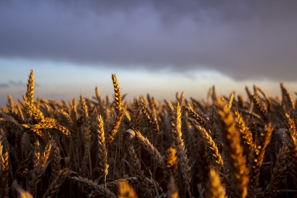 日中の曇り空の下、茶色の小麦畑