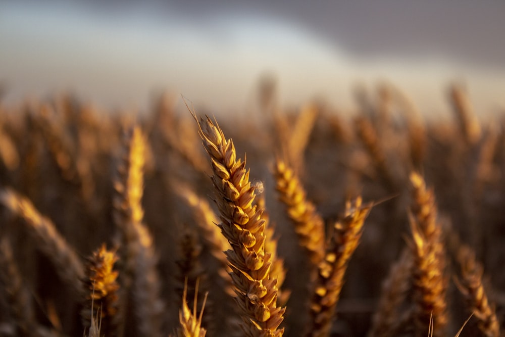 brown wheat field during daytime