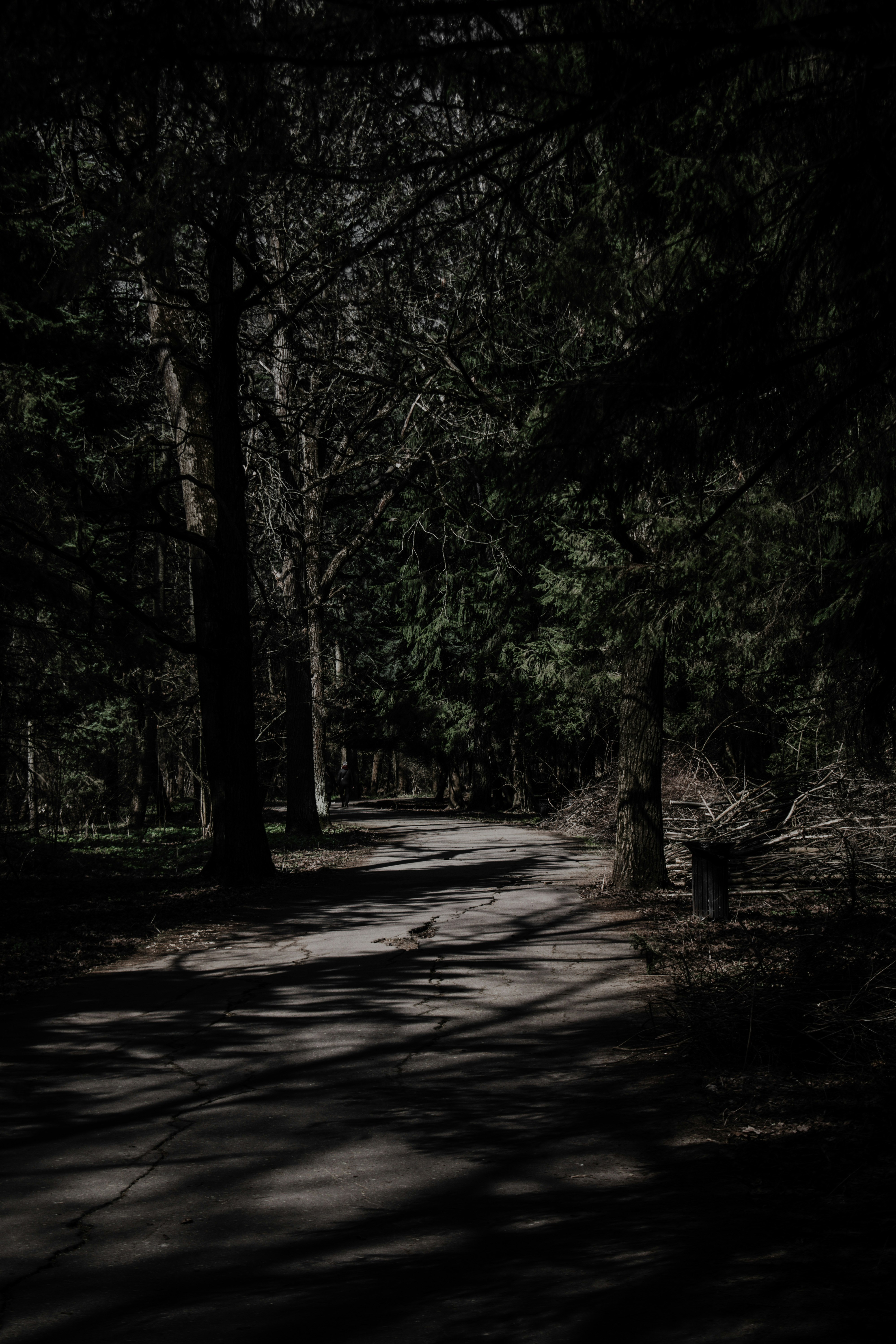 brown pathway between green trees during daytime