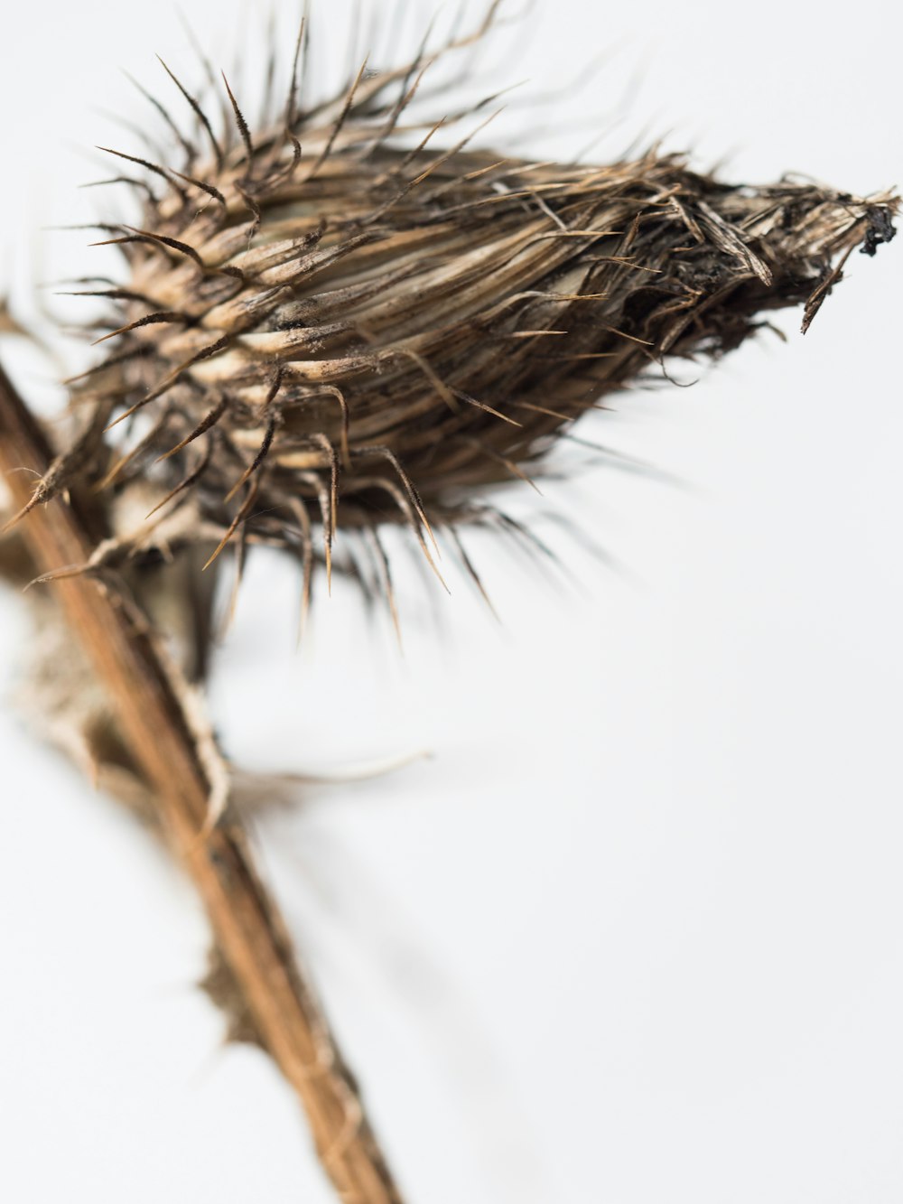 brown wheat in close up photography