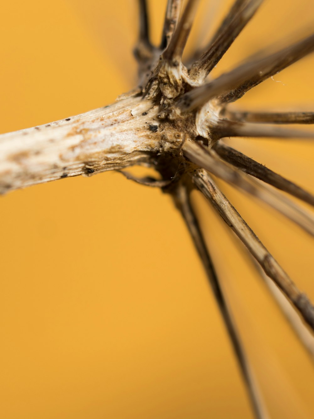 white flower bud in close up photography